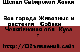 Щенки Сибирской Хаски - Все города Животные и растения » Собаки   . Челябинская обл.,Куса г.